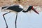 Saddle-billed Stork, closeup in Africa