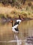 Saddle-billed Stork Ephippiorhynchus senegalensis 15038