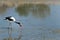 Saddle-billed stork feeding on a snake