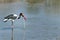 Saddle-billed stork feeding on a snake