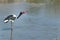 Saddle-billed stork feeding on a snake