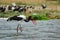 Saddle-billed stork with fish