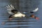 Saddle billed stork flying over a river in Kruger Park in South Africa