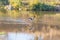 Saddle-billed stork hunting in the water.