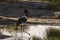 Saddle billed stork in Kruger National park, South Africa