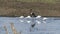 Saddle-billed stork in the middle of four white egrets searching the water for food