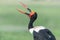 A saddle-billed stork opens its beak while grooming