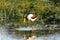 Saddle-billed Stork in Pom-Pom Island, Okavango Delta, Botswana, Africa.