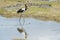 Saddle-billed stork reflected in water