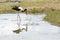 Saddle-billed stork reflected in water