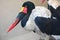 A saddle-billed-stork rests waiting to look for food