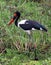 Saddle Billed Stork standing in the long lush green grass