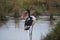 The Saddle-billed stork stands in the pond. Foraging in water.