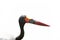 Saddle-billed Stork in Tanzania, Africa