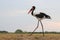 Saddle Billed stork walks through the field