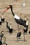 Saddle-billed Stork, Zadelbekooievaar, Ephippiorhynchus senegalensis