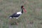 Saddle-billed Stork, Zadelbekooievaar, Ephippiorhynchus senegalensis