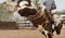 Saddle Bronc Riding At An australian Country Rodeo