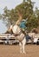 Saddle Bronc Riding At An australian Country Rodeo