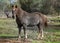 Saddle horse portrait in the field