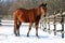Saddle horse standing in winter corral