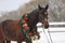 Saddle horse wearing beautiful colorful christmas wreath at advent weekend in the fresh snow