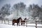 Saddle horses looking over corral fence winter rural scene