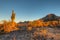 Saddle Mountain Saguaro