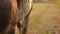 saddle, stirrups, blurred background, sunset in the field, freedom in nature. horse