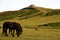 Saddle Tor Ponies