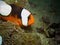 Saddleback Anemonefish with baby