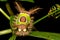 Saddleback Caterpillar