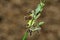 Saddleback caterpillars eating a leaf