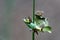 Saddleback caterpillars eating a leaf