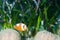 Saddleback clownfish