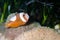 Saddleback clownfish