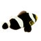 Saddleback clownfish - Amphiprion polymnus