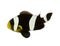 Saddleback clownfish - Amphiprion polymnus