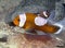 Saddleback Clownfish Amphiprion polymnus looking after their eggs