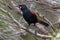 Saddleback Endemic Wattlebird of New Zealand