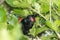 Saddleback Endemic Wattlebird of New Zealand