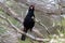 Saddleback Endemic Wattlebird of New Zealand