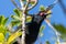 Saddleback Endemic Wattlebird of New Zealand