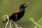 Saddleback Endemic Wattlebird of New Zealand