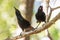 Saddleback Endemic Wattlebird of New Zealand