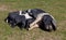 Saddleback pig with piglets feeding