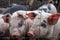 Saddleback piglets behind the fencing of a pigsty