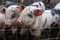 Saddleback piglets behind the fencing of a pigsty