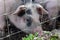 Saddleback piglets behind the fencing of a pigsty