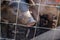 Saddleback piglets behind the fencing of a pigsty